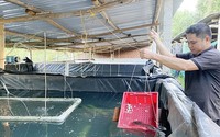 Nuôi loại cá đặc sản dài, to, bự trong hồ xi măng, một nông dân Bình Định bán 500.000 đồng/kg