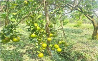 Vô vườn cây ăn trái đặc sản ở Hậu Giang, bất ngờ thấy cây thấp tè trái quá trời, tha la sát đất