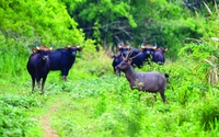 Khu rừng nằm giữa 3 tỉnh Đồng Nai, Lâm Đồng, Bình Phước có nhiều loài động vật hoang dã vừa nhận một danh hiệu quý