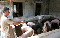 Giá lợn tăng cao, người nuôi không còn hàng để bán, liệu có thiếu nguồn cung dịp cuối năm?