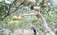 Vô vườn trồng cây ra quả đặc sản ở một thôn của TP Huế, ngước mắt lên thấy trái lưa thưa, có cây toàn lá