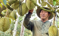 Giá sầu riêng ở Gia Lai tăng cao, nông dân chia sẻ kinh nghiệm ký hợp đồng để đảm bảo lợi ích của mình
