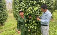 Một nông dân Quảng Bình trồng thành công loại cây ra thứ hạt gia vị đạt chuẩn OCOP 4 sao, thu 1 tỷ/năm