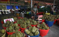 Thái Lan khuyến cáo nông dân khi Trung Quốc tự trồng được sầu riêng