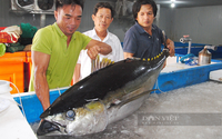 Bình Định mời đầu bếp nổi tiếng thế giới "xẻ thịt" cá ngừ khổng lồ, chiêu đãi miễn phí 1.500 người