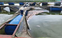 Lâm Đồng: Cá chết trắng lồng sau mưa, người dân TP. Bảo Lộc mất trắng vài trăm triệu