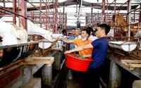 Cán bộ, hội viên nông dân Ninh Bình tham quan, học tập mô hình xử lý rác thải tại huyện Yên Khánh