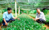 Ở Vĩnh Phúc dân đang trồng vô số cây dược liệu, có một loài cây thuốc bổ thận tráng dương, cho thu 1 tỷ/năm