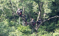 Một khu rừng nguyên sinh ở Quảng Bình có 61 loài động vật hoang dã loại nguy cấp, quý, hiếm
