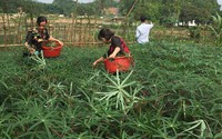 Loại lá cây này xưa dân nghèo ăn đỡ đói, nay làm cách này hóa rau đặc sản vạn người thèm