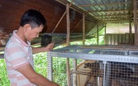 Nuôi loài động vật hoang dã vốn được coi là vị thuốc quý, nông dân một phường ở tỉnh Cà Mau mong thoát nghèo