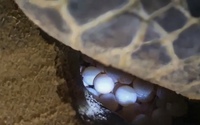 Con rùa biển khổng lồ lại bò lên bãi biển của một làng ở Bình Định đẻ 102 quả trứng