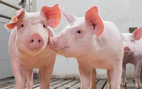 Nhiều tỉnh ở miền Nam giữ giá lợn hơi ở mốc cao 70.000 đồng/kg được bao lâu?