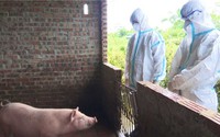 Thêm 4 xã của một huyện ở Quảng Ninh công bố dịch tả lợn châu Phi