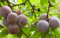 Mận Pu Nhi - đặc sản vùng cao Sơn La được mệnh danh “cherry Việt Nam”