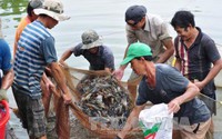 Loài vật nuôi dưới nước này ở Trà Vinh đang tăng giá tốt, hễ bán 1kg, nông dân lãi 13.000-60.000 đồng