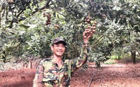 Từng bị nghi ngờ, nay loại cây ra thứ hạt hễ ăn là mê này trồng thành công ở Lâm Đồng, dân giàu hẳn lên
