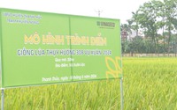 Mưa bão liên tục, lúa Thụy Hương 308 trồng tại Phú Thọ vẫn cho năng suất cao, vụ xuân bội thu