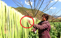 Rau hình dáng trông như nắm cỏ, giá đắt đỏ gần 500.000 đồng/kg mà các bà nội trợ vẫn lùng mua