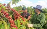 Việt Nam đã bán gần hết nhẵn cà phê, giá xuất khẩu cao kỷ lục 