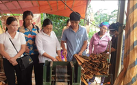 Hội viên, nông dân ở nơi này của Lào Cai được học chế biến, sản xuất quế theo cách cầm tay chỉ việc