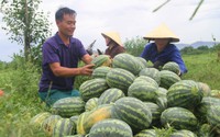 Trồng thứ dây bò ra quả to bự, ăn bổ dưỡng, gặp nắng nóng, nông dân nơi này ở Nghệ An hái ra tiền