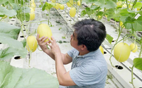 Video: Trồng dưa Huỳnh Long công nghệ cao, mô hình sản xuất nông nghiệp hiệu quả trong xây dựng nông thôn mới