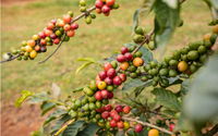 Giá cà phê ngày 4/6: Cà phê trong nước và thế giới lại đồng loạt tăng giá mạnh, vượt mốc 120.000 đồng/kg