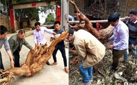 Một nông dân lập tức đổi đời nhờ vô tình phát hiện được gốc sắn dây nặng 400kg, dài 3m, hình thù kỳ quái