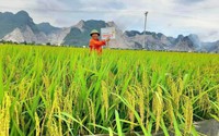 Giống lúa TBR225 tạo dấu ấn với nông dân tỉnh Ninh Bình