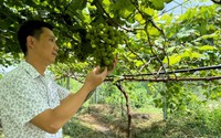 Từ thửa đất khô cằn, 4 anh nông dân ở Tây Nguyên “hô biến" thành đồng nho Nhật Bản xanh mướt, trĩu quả