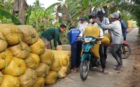 Công an vào cuộc làm rõ vụ nhiều nông dân Cà Mau bị thương lái “quỵt” tiền mua lúa