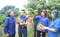 Loại quả đặc sản gốc gác từ Hải Dương, nông dân Lào Cai trồng thành công, trái chín xum xuê thế này đây