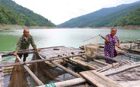 Nghệ An: Nuôi cá đặc sản ở hồ thủy điện lớn nhất Bắc Trung bộ, bắt toàn con to bự, hễ bán là hết