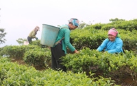 Nông dân xã vùng cao ở Lào Cai tăng thu nhập nhờ cây chè