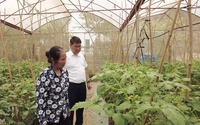 Trồng rau sạch cung cấp cho các siêu thị lớn ở Hà Nội, nông dân Mộc Châu thu lời cao