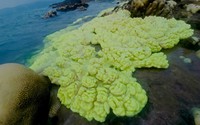 San hô xanh mới nở bên biển Hòn Cau tuyệt đẹp khiến du khách ngất ngây 