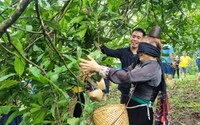 Vùng đất này ở Sơn La có tiếng chuối ngọt, xoài thơm, trai, gái dân tộc Thái rủ nhau lên đồi hái quả