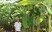 Một ông nông dân Long An tự trả lương tốt nhờ trồng loại cây ra "con đàn cháu đống", trái ăn giàu vitamin K