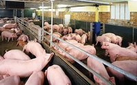 Dịch diễn biến phức tạp, giá lợn hơi sẽ còn tăng?