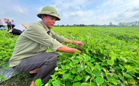 Trồng loài cây dược liệu có tác dụng với bệnh sỏi thận, nông dân một xã của tỉnh Hải Dương thu trăm triệu/ha