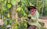 Giá tiêu cao nhất trong vòng 10 năm, nông dân Đắk Lắk "găm" hàng chưa vội bán
