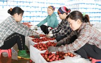 Mất mùa, giá loại trái cây "vàng" của người dân Bắc Giang cao nhất từ trước đến nay