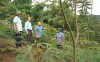 Thứ cây đặc sản "hở một tí là thơm" này đang giúp nông dân một xã ở Sơn La tăng thu nhập thấy rõ