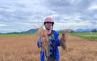 Hà Tĩnh: Ruộng lúa chết khô do sự cố tràn dầu do nhà thầu thi công cao tốc