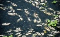 Cá chết hàng loạt và bốc mùi hôi thối tại hồ điều hoà ở Đà Nẵng
