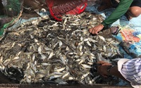 Ở Hậu Giang, một người nuôi thành công cá đặc sản, kéo lưới dính dày đặc, bán 76.000 đồng/kg, khối người mua