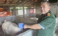 Ông thương binh ở Quảng Bình nuôi lợn cực mát tay, đều đặn thu lãi gần 300 triệu/năm