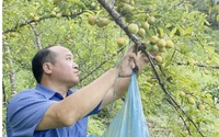 Trồng một loại quả có tên là "seng sủi", một nông dân ở Lào Cai bán 3 tấn, thu về 80 triệu đồng