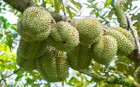 Nông dân Bình Phước đua nhau trồng sầu riêng, ngành chức năng đưa ra cảnh báo khẩn